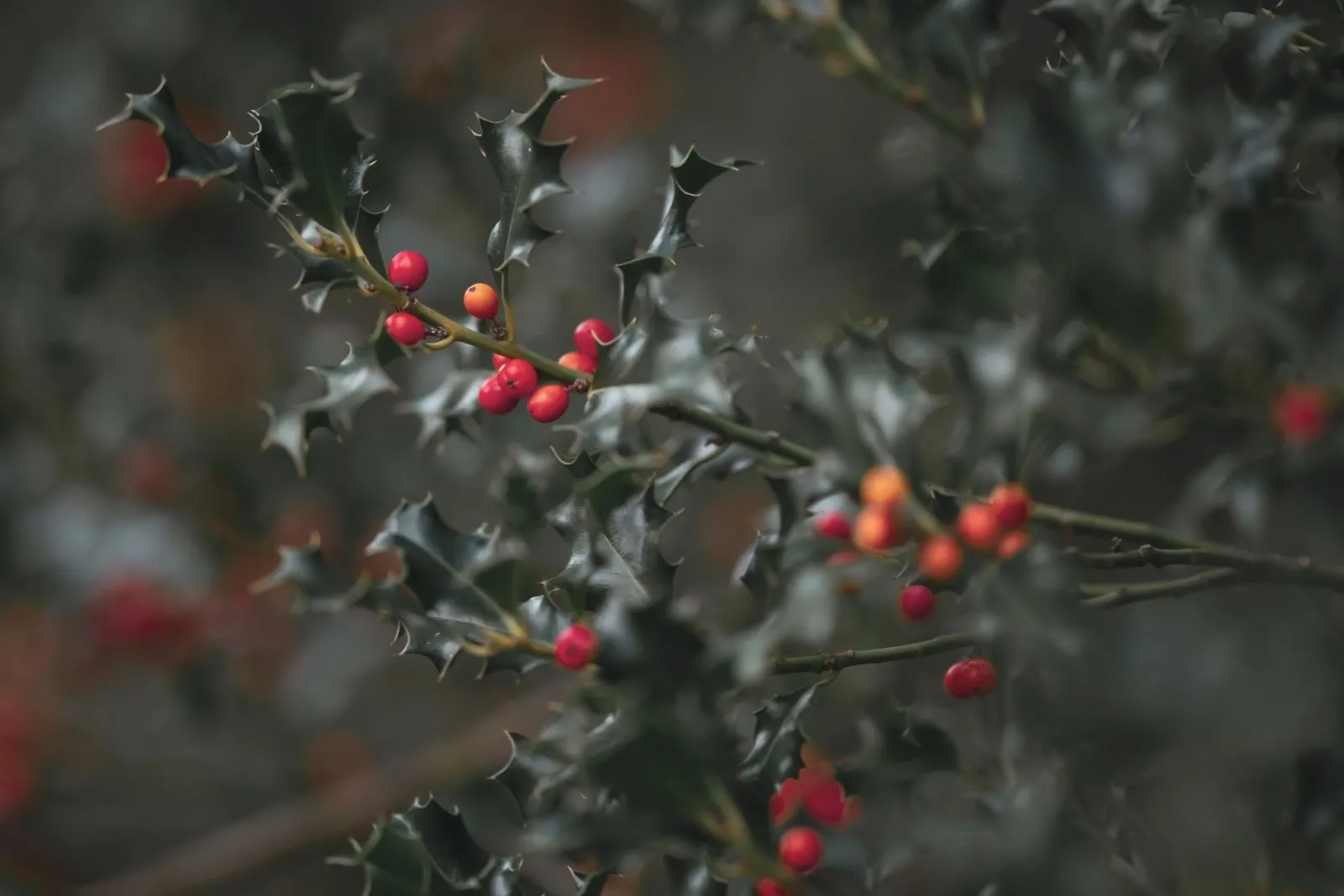 Ripe red berries scattered through dense green leaves.